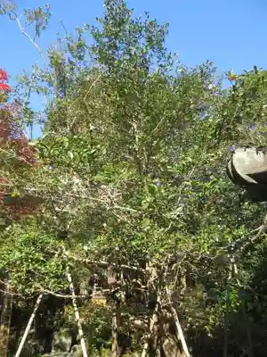 安國論寺（安国論寺）の自然