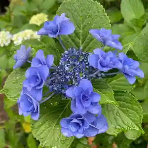 豊景神社の自然(2022年07月09日(土) 08時32分25秒投稿)