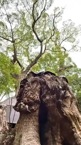 來宮神社(静岡県)