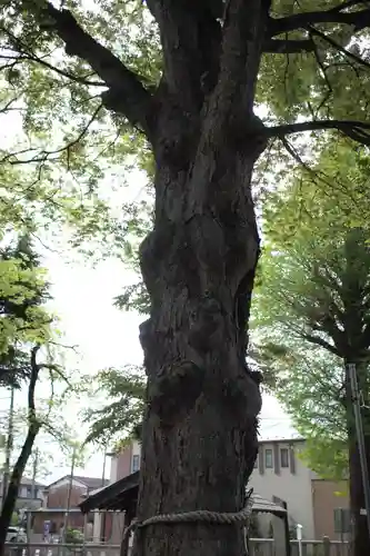 東八幡神社の自然