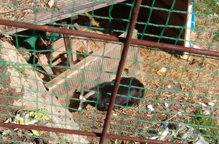 賀茂別雷神社の動物