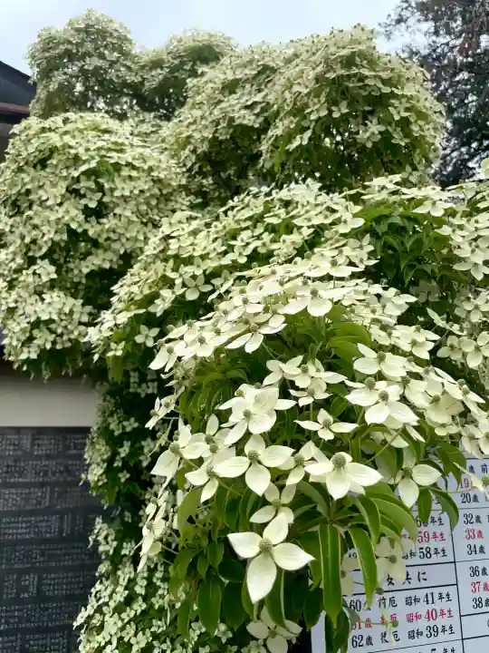 鎮守氷川神社(埼玉県)