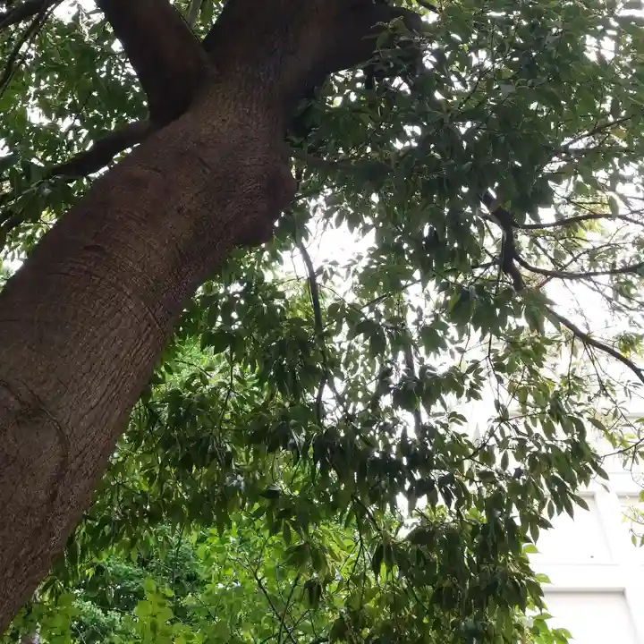 雷電稲荷神社の自然