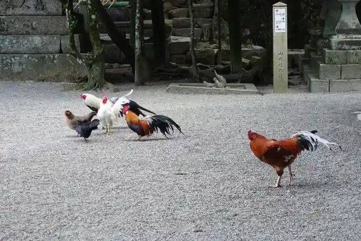 石上神宮の動物