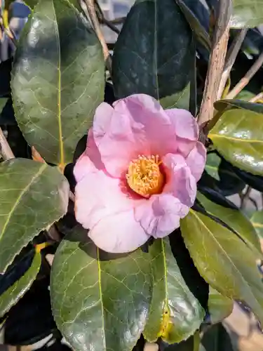 横浜　西方寺(神奈川県)