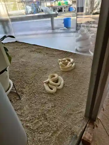 岩国白蛇神社の動物