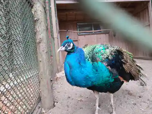 岩槻久伊豆神社(埼玉県)