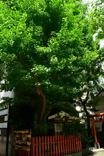 銀杏岡八幡神社の自然