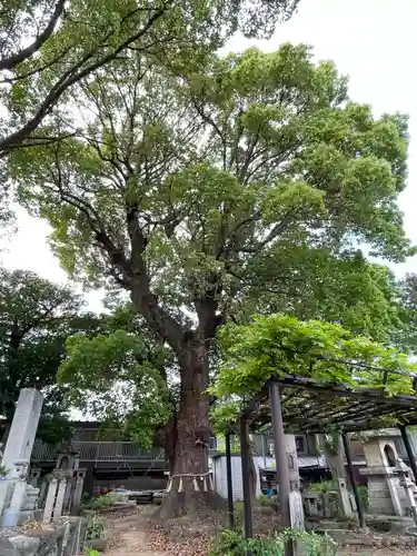 葛井寺(大阪府)