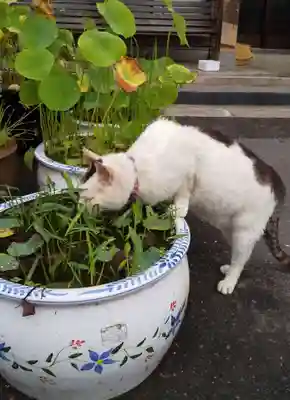 御誕生寺（猫寺）(福井県)