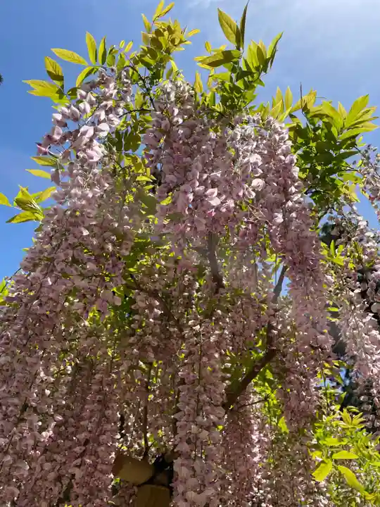 春日大社(奈良県)