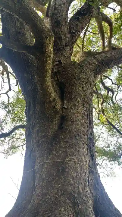 岩椿神社の自然