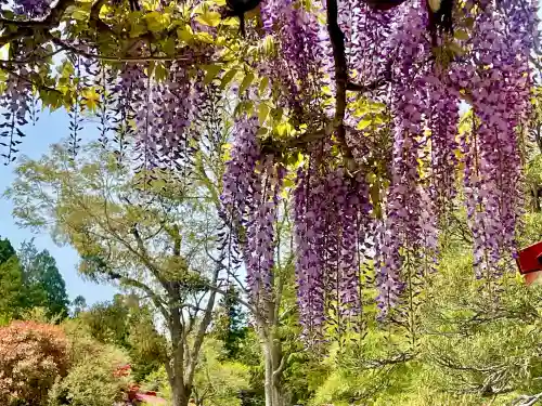 金蛇水神社の{uncategorized: "未分類", other: "その他", undefined: "問題あり", building: "その他建物", grave: "お墓", sacred_gate: "鳥居", guardian: "狛犬", statue: "像", buddha: "仏像", history: "歴史", nature: "自然", garden: "庭園", animal: "動物", pagoda: "塔", temizu: "手水舎", mountain_gate: "山門・神門", sanctuary: "本殿・本堂", subordinate: "末社・摂社", art: "芸術", scenery: "景色", jizo: "地蔵", ema: "絵馬", goshuin: "御朱印", omikuji: "おみくじ", items: "授与品その他", amulet: "お守り", goshuincho: "御朱印帳", eats: "食事", festival: "お祭り", votive_dance: "神楽", shichigosan: "七五三参", wedding: "結婚式", experience: "体験その他", initially: "初詣", around: "周辺", anti_infection: "感染症対策"}