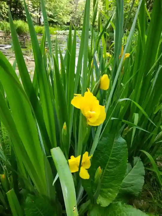 永山神社の自然