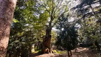 信主神社(福井県)