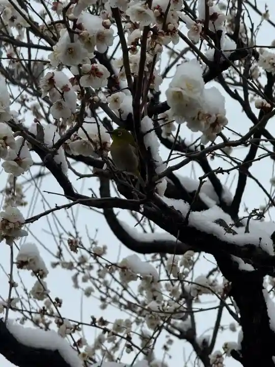 亀戸天神社の{uncategorized: "未分類", other: "その他", undefined: "問題あり", building: "その他建物", grave: "お墓", sacred_gate: "鳥居", guardian: "狛犬", statue: "像", buddha: "仏像", history: "歴史", nature: "自然", garden: "庭園", animal: "動物", pagoda: "塔", temizu: "手水舎", mountain_gate: "山門・神門", sanctuary: "本殿・本堂", subordinate: "末社・摂社", art: "芸術", scenery: "景色", jizo: "地蔵", ema: "絵馬", goshuin: "御朱印", omikuji: "おみくじ", items: "授与品その他", amulet: "お守り", goshuincho: "御朱印帳", eats: "食事", festival: "お祭り", votive_dance: "神楽", shichigosan: "七五三参", wedding: "結婚式", experience: "体験その他", initially: "初詣", around: "周辺", anti_infection: "感染症対策"}