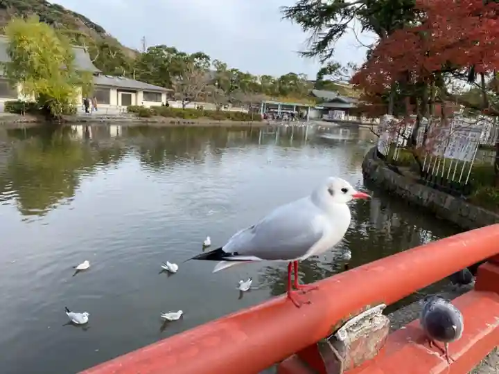 鶴岡八幡宮の動物