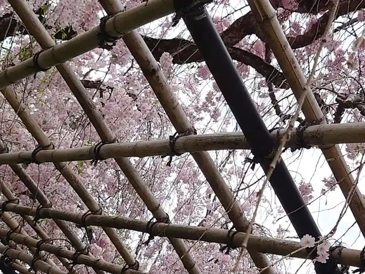 賀茂別雷神社(上賀茂神社)の自然