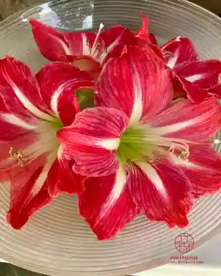 立志神社(滋賀県)