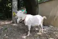 水稲荷神社の動物