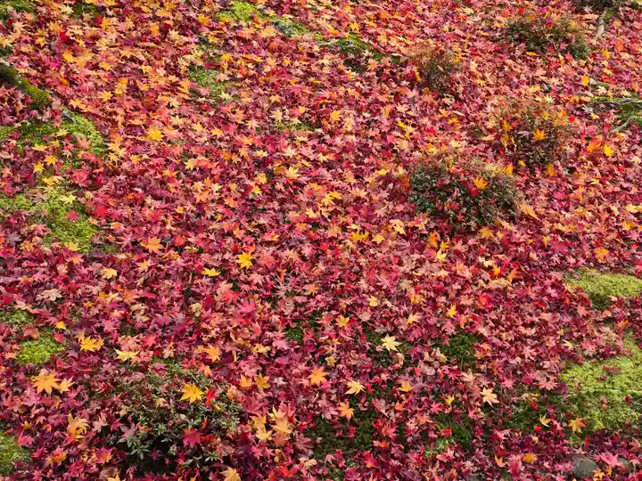 金剛寺(大阪府)