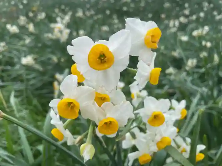 諸口神社(静岡県)