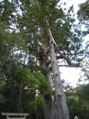 大馬神社の自然