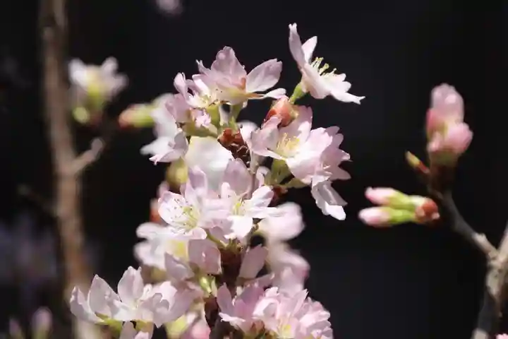 阿邪訶根神社の自然