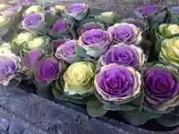 上目黒氷川神社(東京都)