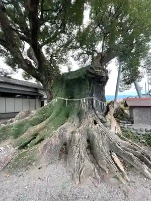 隠家の森の自然