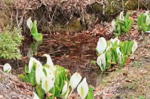 鹿島大神宮の自然