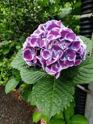 常泉院(東京都)