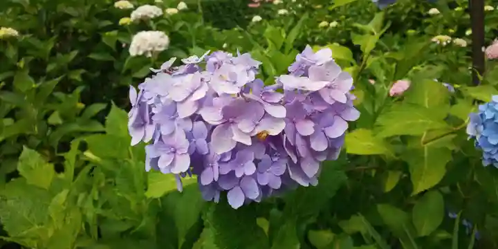 三室戸寺の自然