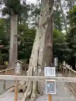 渭伊神社の自然
