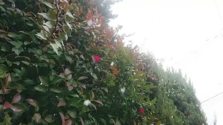 尾張大國霊神社(国府宮)の自然