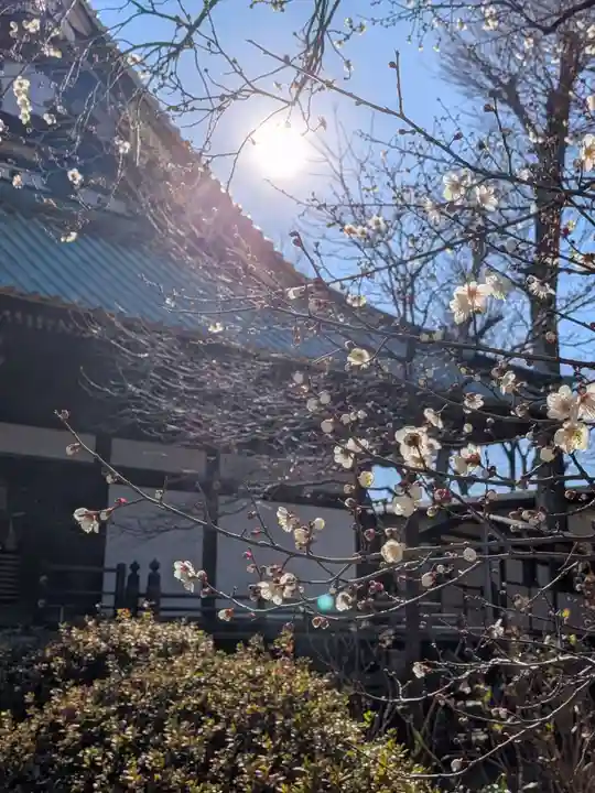 妙法寺(東京都)