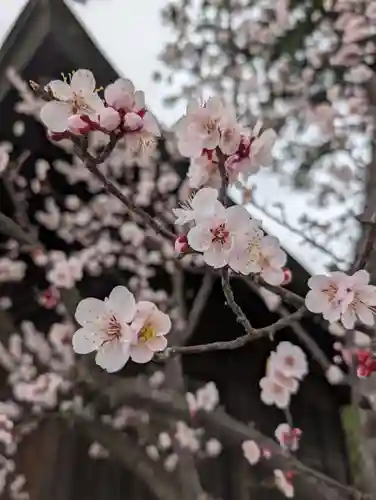 鳥谷崎神社(岩手県)