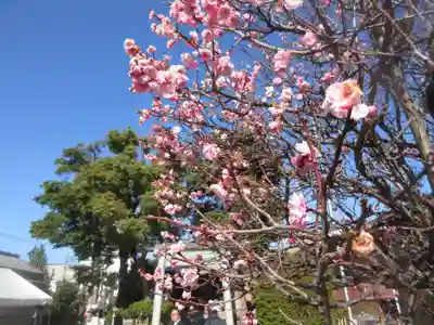 小村井 香取神社(東京都)