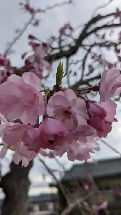 聚福院(愛知県)