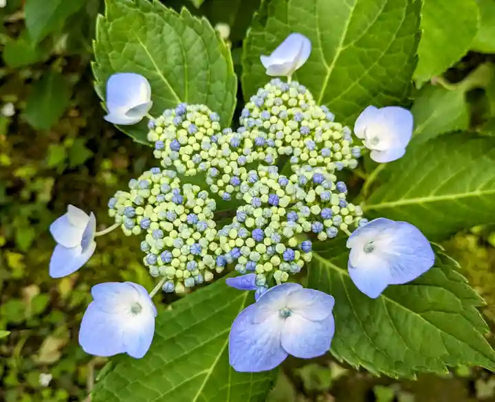 白旗神社(西御門)の自然