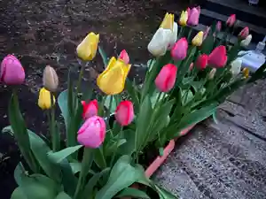 大宮温泉神社の自然(2022年04月21日(木) 06時58分29秒投稿)