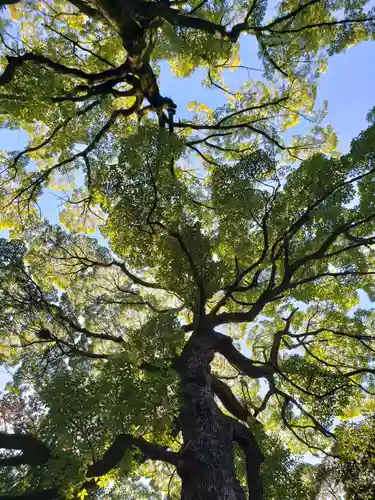 赤坂氷川神社の自然