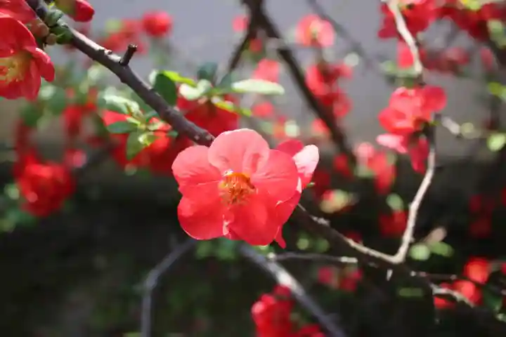 法華寺(奈良県)