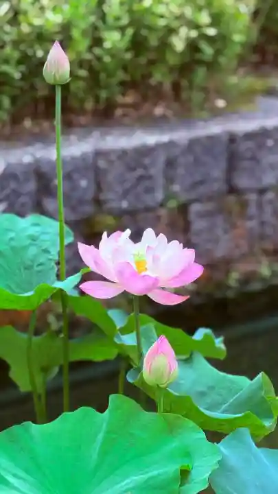 福井神社(福井県)