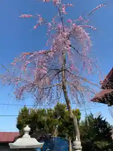 大鏑神社の自然(2021年04月01日(木) 11時16分06秒投稿)