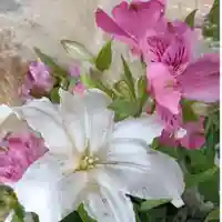 彌彦神社 (伊夜日子神社)(北海道)