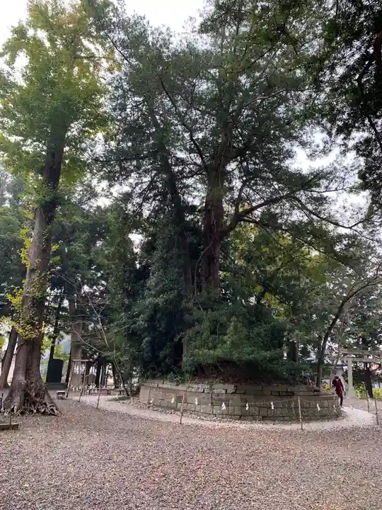 玉前神社の自然