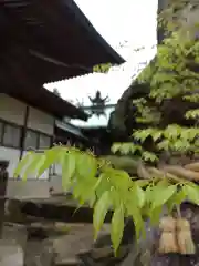 賀羅加波神社の自然