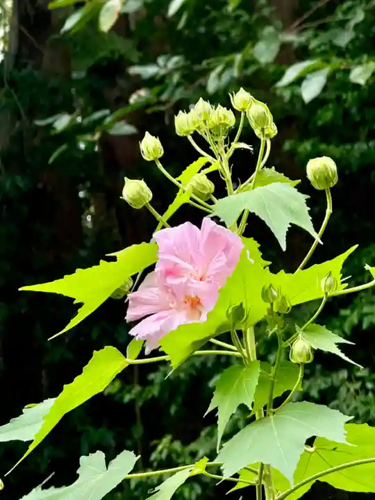 大乗寺(京都府)