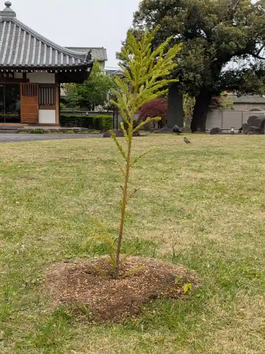 正光寺(東京都)